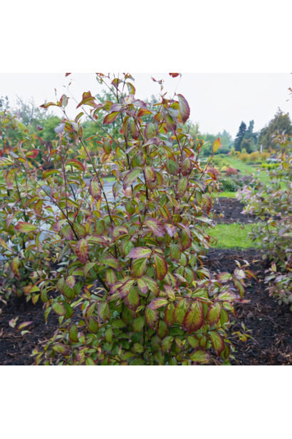 Парротія перська Персіан Спаєр